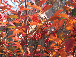 RedCrocus Brilliantissima Red Chokeberry Aronia arbutifolia 'Brilliantissima'- Vibrant Foliage & Berries for Ornamental & Wildlife Garden Use 5 Gallon