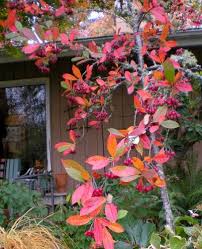 RedCrocus Brilliantissima Red Chokeberry Aronia arbutifolia 'Brilliantissima'- Vibrant Foliage & Berries for Ornamental & Wildlife Garden Use 5 Gallon