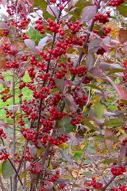 RedCrocus Brilliantissima Red Chokeberry Aronia arbutifolia 'Brilliantissima'- Vibrant Foliage & Berries for Ornamental & Wildlife Garden Use 5 Gallon