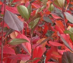 RedCrocus Brilliantissima Red Chokeberry Aronia arbutifolia 'Brilliantissima'- Vibrant Foliage & Berries for Ornamental & Wildlife Garden Use 5 Gallon