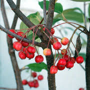 RedCrocus Brilliantissima Red Chokeberry Aronia arbutifolia 'Brilliantissima'- Vibrant Foliage & Berries for Ornamental & Wildlife Garden Use 5 Gallon