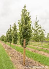 Regal Prince English Oak-Columnar Shape-Urban Adaptable 25 Gallon