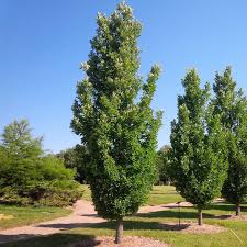 Regal Prince English Oak-Columnar Shape-Urban Adaptable 25 Gallon