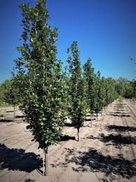 Regal Prince English Oak-Columnar Shape-Urban Adaptable 25 Gallon