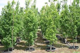 Regal Prince English Oak-Columnar Shape-Urban Adaptable 25 Gallon