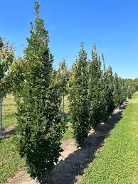 Regal Prince English Oak-Columnar Shape-Urban Adaptable 25 Gallon