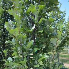 Regal Prince English Oak-Columnar Shape-Urban Adaptable 25 Gallon