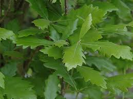 Regal Prince English Oak-Columnar Shape-Urban Adaptable 25 Gallon