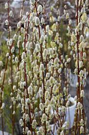 RedCrocus Pussy Willow Salix discolor Ornamental Shrub for Wetland Gardens, Pond Edges & Natural Landscapes, Attracts Pollinators 3 Gallon