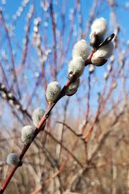 RedCrocus Pussy Willow Salix discolor Ornamental Shrub for Wetland Gardens, Pond Edges & Natural Landscapes, Attracts Pollinators 3 Gallon