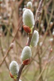 RedCrocus Pussy Willow Salix discolor Ornamental Shrub for Wetland Gardens, Pond Edges & Natural Landscapes, Attracts Pollinators 3 Gallon