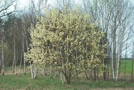 RedCrocus Pussy Willow Salix discolor Ornamental Shrub for Wetland Gardens, Pond Edges & Natural Landscapes, Attracts Pollinators 3 Gallon
