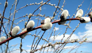 RedCrocus Pussy Willow Salix discolor Ornamental Shrub for Wetland Gardens, Pond Edges & Natural Landscapes, Attracts Pollinators 3 Gallon