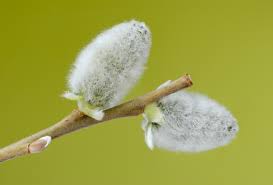 RedCrocus Pussy Willow Salix discolor Ornamental Shrub for Wetland Gardens, Pond Edges & Natural Landscapes, Attracts Pollinators 3 Gallon