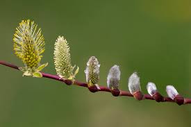 RedCrocus Pussy Willow Salix discolor Ornamental Shrub for Wetland Gardens, Pond Edges & Natural Landscapes, Attracts Pollinators 3 Gallon
