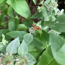 RedCrocus Mountain Mint Pycnanthemum muticum- Aromatic Perennial Herb with White to Light Purple Flowers, Pollinator Plant for Gardens 1 Gallon (Pack of 2)