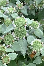 RedCrocus Mountain Mint Pycnanthemum muticum- Aromatic Perennial Herb with White to Light Purple Flowers, Pollinator Plant for Gardens 1 Gallon (Pack of 2)