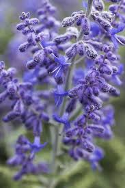 Perovskia atriplicifolia 'Lacey Blue'–Compact Russian Sage–Attracts Pollinators  1 Gallon
