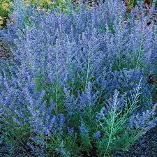 Perovskia atriplicifolia 'Lacey Blue'–Compact Russian Sage–Attracts Pollinators  1 Gallon