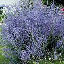 Perovskia atriplicifolia 'Lacey Blue'–Compact Russian Sage–Attracts Pollinators  1 Gallon