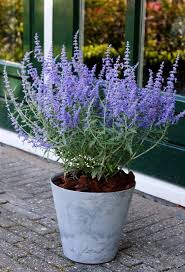 Perovskia atriplicifolia 'Lacey Blue'–Compact Russian Sage–Attracts Pollinators  1 Gallon