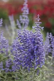 Perovskia atriplicifolia 'Lacey Blue'–Compact Russian Sage–Attracts Pollinators  1 Gallon