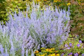 Perovskia atriplicifolia 'Lacey Blue'–Compact Russian Sage–Attracts Pollinators  1 Gallon