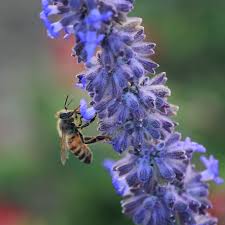 Perovskia atriplicifolia 'Lacey Blue'–Compact Russian Sage–Attracts Pollinators  1 Gallon