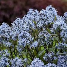 RedCrocus Arkansas Blue Star Amsonia hubrichtii- Vibrant Sky-Blue Star-Shaped Flowers, Drought-Tolerant, Pollinator-Friendly, Container-Ready, Deer-Resistant Perennial 1 Gallon (Pack of 2)