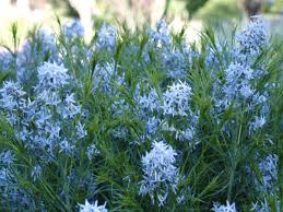 RedCrocus Arkansas Blue Star Amsonia hubrichtii- Vibrant Sky-Blue Star-Shaped Flowers, Drought-Tolerant, Pollinator-Friendly, Container-Ready, Deer-Resistant Perennial 1 Gallon (Pack of 2)