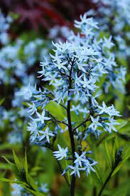 RedCrocus Arkansas Blue Star Amsonia hubrichtii- Vibrant Sky-Blue Star-Shaped Flowers, Drought-Tolerant, Pollinator-Friendly, Container-Ready, Deer-Resistant Perennial 1 Gallon (Pack of 2)