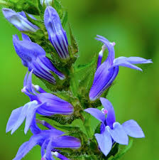 RedCrocus Blue Cardinal Flower Lobelia siphilitica- Vibrant Blue Perennial for Pollinators, Borders, and Containers- Hardy in Zones 3-9 1 Gallon (Pack of 5)