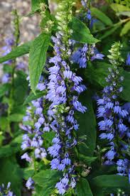 RedCrocus Blue Cardinal Flower Lobelia siphilitica- Vibrant Blue Perennial for Pollinators, Borders, and Containers- Hardy in Zones 3-9 1 Gallon