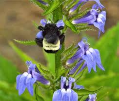RedCrocus Blue Cardinal Flower Lobelia siphilitica- Vibrant Blue Perennial for Pollinators, Borders, and Containers- Hardy in Zones 3-9 1 Gallon (Pack of 5)