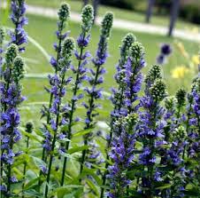 RedCrocus Blue Cardinal Flower Lobelia siphilitica- Vibrant Blue Perennial for Pollinators, Borders, and Containers- Hardy in Zones 3-9 1 Gallon (Pack of 5)