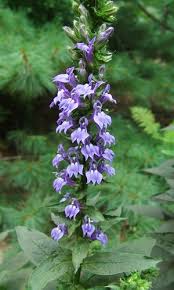 RedCrocus Blue Cardinal Flower Lobelia siphilitica- Vibrant Blue Perennial for Pollinators, Borders, and Containers- Hardy in Zones 3-9 1 Gallon (Pack of 2)