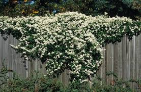 RedCrocus Sweet Autumn Clematis Clematis paniculata- Fragrant, Vigorous Climber, Perfect for Fences & Trellises, Pollinator Attractor, Container Friendly, Hardy Zones 4-9 2 Gallon