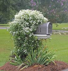 RedCrocus Sweet Autumn Clematis Clematis paniculata- Fragrant, Vigorous Climber, Perfect for Fences & Trellises, Pollinator Attractor, Container Friendly, Hardy Zones 4-9 2 Gallon