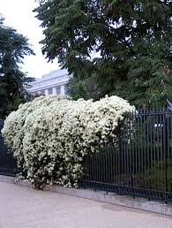 RedCrocus Sweet Autumn Clematis Clematis paniculata- Fragrant, Vigorous Climber, Perfect for Fences & Trellises, Pollinator Attractor, Container Friendly, Hardy Zones 4-9 2 Gallon