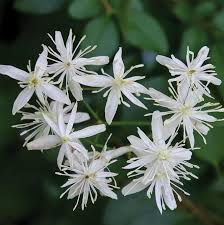 RedCrocus Sweet Autumn Clematis Clematis paniculata- Fragrant, Vigorous Climber, Perfect for Fences & Trellises, Pollinator Attractor, Container Friendly, Hardy Zones 4-9 2 Gallon