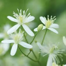RedCrocus Sweet Autumn Clematis Clematis paniculata- Fragrant, Vigorous Climber, Perfect for Fences & Trellises, Pollinator Attractor, Container Friendly, Hardy Zones 4-9 2 Gallon