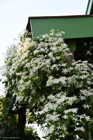 RedCrocus Sweet Autumn Clematis Clematis paniculata- Fragrant, Vigorous Climber, Perfect for Fences & Trellises, Pollinator Attractor, Container Friendly, Hardy Zones 4-9 2 Gallon