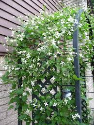 RedCrocus Sweet Autumn Clematis Clematis paniculata- Fragrant, Vigorous Climber, Perfect for Fences & Trellises, Pollinator Attractor, Container Friendly, Hardy Zones 4-9 2 Gallon