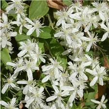RedCrocus Sweet Autumn Clematis Clematis paniculata- Fragrant, Vigorous Climber, Perfect for Fences & Trellises, Pollinator Attractor, Container Friendly, Hardy Zones 4-9 2 Gallon