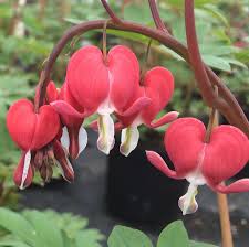 RedCrocus Valentine's Bleeding Heart Dicentra spectabilis 'Valentine'- Pink Heart-Shaped Flowers, Shaded Garden Bed Accent, Pollinator Attractor, Container Friendly 2 Gallon