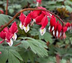 RedCrocus Valentine's Bleeding Heart Dicentra spectabilis 'Valentine'- Pink Heart-Shaped Flowers, Shaded Garden Bed Accent, Pollinator Attractor, Container Friendly 2 Gallon