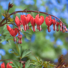 RedCrocus Valentine's Bleeding Heart Dicentra spectabilis 'Valentine'- Pink Heart-Shaped Flowers, Shaded Garden Bed Accent, Pollinator Attractor, Container Friendly 2 Gallon