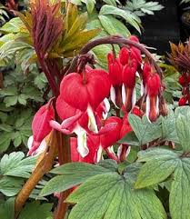 RedCrocus Valentine's Bleeding Heart Dicentra spectabilis 'Valentine'- Pink Heart-Shaped Flowers, Shaded Garden Bed Accent, Pollinator Attractor, Container Friendly 2 Gallon