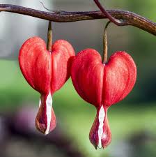 RedCrocus Valentine's Bleeding Heart Dicentra spectabilis 'Valentine'- Pink Heart-Shaped Flowers, Shaded Garden Bed Accent, Pollinator Attractor, Container Friendly 2 Gallon