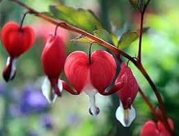 RedCrocus Valentine's Bleeding Heart Dicentra spectabilis 'Valentine'- Pink Heart-Shaped Flowers, Shaded Garden Bed Accent, Pollinator Attractor, Container Friendly 2 Gallon